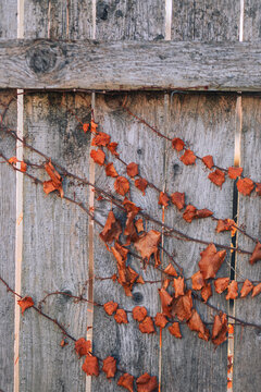 autumn leaves on a wooden fence