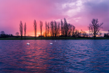 Obraz premium Swan swimming in the cold winter water at the river washed with colorful morning sunrise, Croatia, Europe