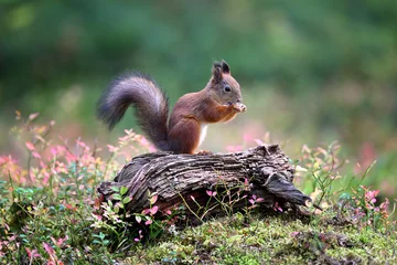 Foto op Plexiglas Close-up of Eurasian red squirrel eating nut © PetrDolejsek
