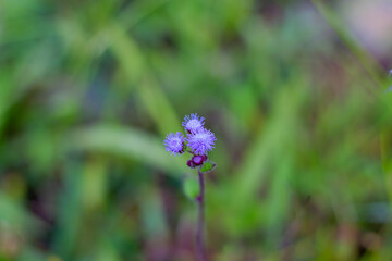 Plant with morning dew of purple color