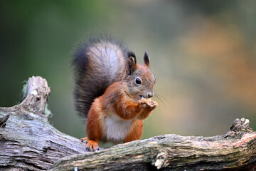 Naklejka na ściany i meble Close-up of Eurasian red squirrel eating nut