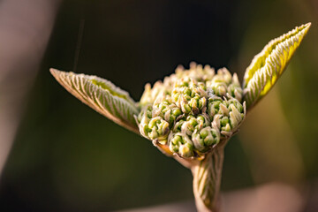 A sprouting flower in nature forms the awakening avatar for Master Yoda - obrazy, fototapety, plakaty