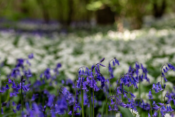 A close up of bluebells in springtime, with a shallow depth of field