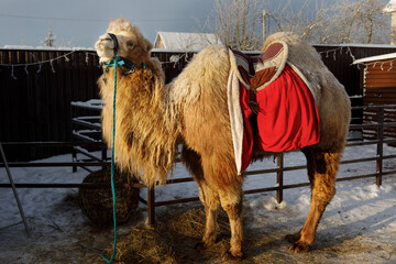 Camel eats hay on farm in winter