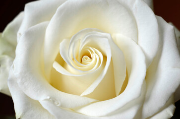 White rose close up