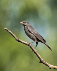 A female of Shiny Cowbird also Know as Chupim or Mirlo. All the beauty and the presence of the most typical black bird in Brazil. Species Molothrus bonariensis. Birdwatcher. Birding