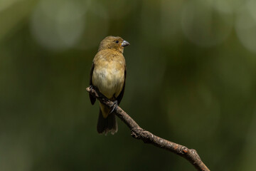 A female of Yellow-bellied Seedeater also know as Baiano perched on a tree branch in a forest. Species Sporophila nigricollis. Bird lover. Birdwatching. Birding.