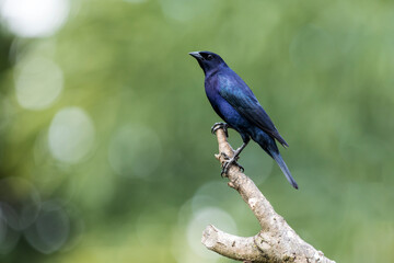 The Shiny Cowbird also Know as Chupim or Mirlo. All the beauty and the presence of the most typical black bird in Brazil. Species Molothrus bonariensis. Birdwatcher. Birding