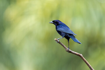 The Shiny Cowbird also Know as Chupim or Mirlo. All the beauty and the presence of the most typical black bird in Brazil. Species Molothrus bonariensis. Birdwatcher. Birding