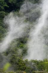 Fototapeta na wymiar Bosque Volcánico.
