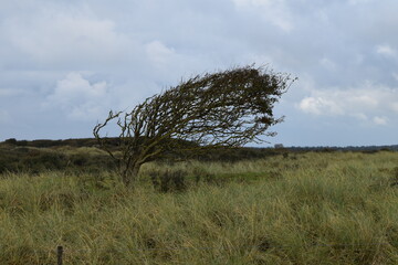 Tree shaped by natural power near Rubjerg Knude Fyr; Denmark; North Jutland