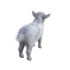 Goat baby character on transparent background. 3d rendering illustration for collage, clipart, composting.