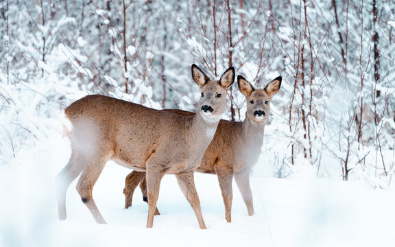 Roe deer in winter landscape. Photo taken by the Swedish coastline.
