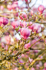 Blooming pink magnolia flowers, natural landscape.