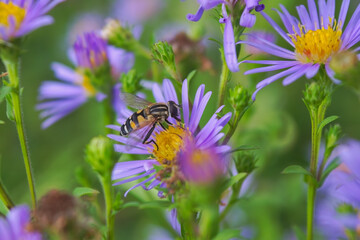 European hoverfly Helophilus trivittatus , feeding on Autumn aster.