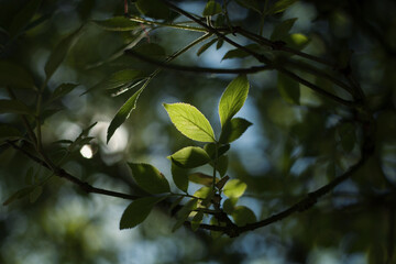 Grüne Blätter eines Baumes im Gegenlicht eines Sommertages. 
