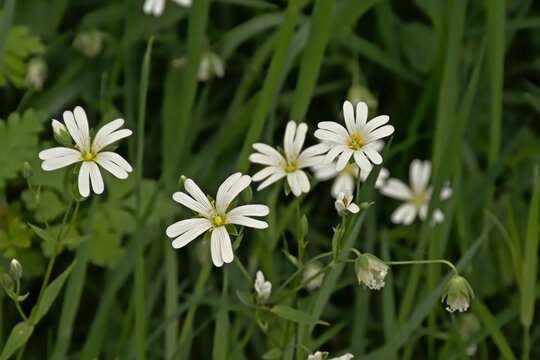 Addersmeat flower, selective focus with green  bokeh background.also known as greater stitchwort or Stellaria holostea