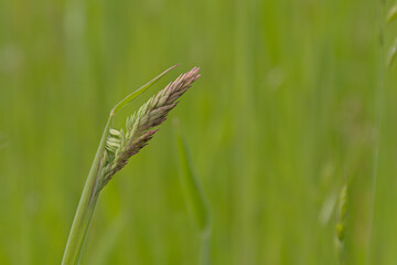 Nature background of green flowering wild grass in a field, selective focus - Poaceae