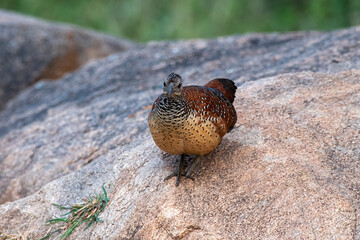 Painted spurfowl or Galloperdix lunulata observed in Hampi, India