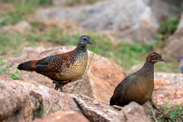 Painted spurfowl or Galloperdix lunulata observed in Hampi, India