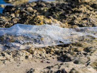 A plastic bag lies on lava stones on a beach. A dirty beach, an environmental catastrophe.