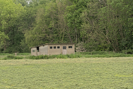 Old shed in a meadow, with forest behind inh Vinderhoute, Flanders, Belgium
