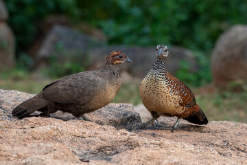 Painted spurfowl or Galloperdix lunulata observed in Hampi, India