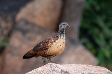 Painted spurfowl or Galloperdix lunulata observed in Hampi, India