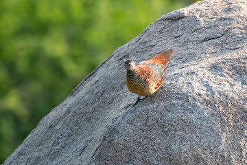 Painted spurfowl or Galloperdix lunulata observed in Hampi, India
