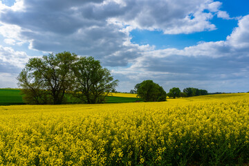 large fields of rapeseed