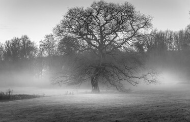 chêne solitaire en monochrome dans une brume matinale !