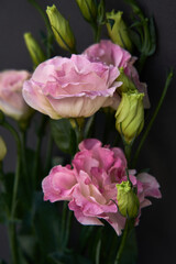 pink and white rose