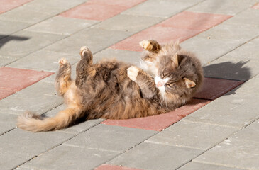 a big fluffy cat is lying on its back