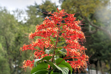 Clerodendrum paniculatum (Pagoda Flower)