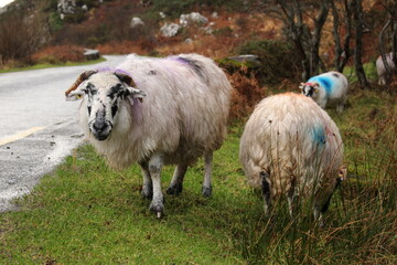 Colourful sheep on the roadside at the Gap of Dunloe, County Kerry, Ireland