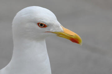 gull head with long yellow beak and watchful eyes