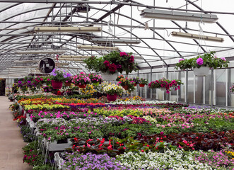 Fototapeta na wymiar flowers and flowering plants inside the heated greenhouse in winter