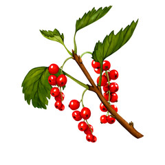 Watercolor set of red ripe currant berries isolated on white background. Hand drawn botanical illustration. Clip art berry branches.