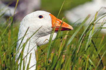 close-up of goose's head in the tall grass on summer day