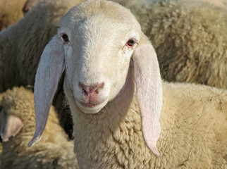 Portrait of a lamb in the midst of the great herd