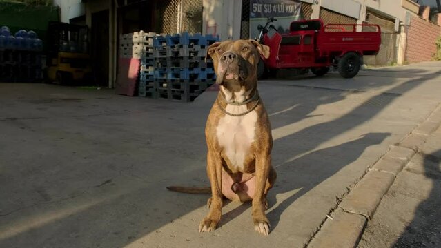 Portrait footage of a pitbull dog with a facial paralysis sitting and looking at camera.