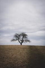 tree in the field