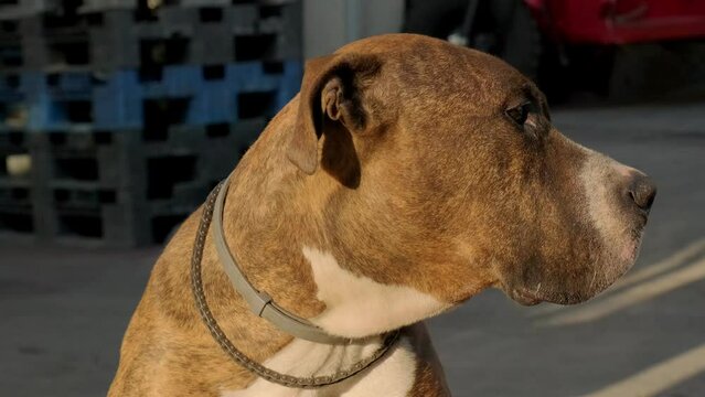 Portrait footage of a pitbull dog with a facial paralysis sitting and looking at camera.