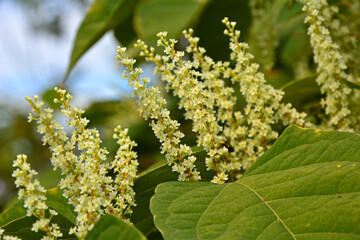 Rdestowiec ostrokończysty, Reynoutria japonica - pęd z liśćmi i kwiatami
