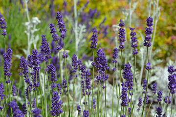 lawenda wąskolistna - lavender - Lavandula angustifolia	