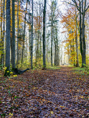 Vintage style park central road covered with fallen leaves on a rainy autumn day
