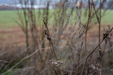 Detalle de una telaraña con gotas de rocío al amanecer