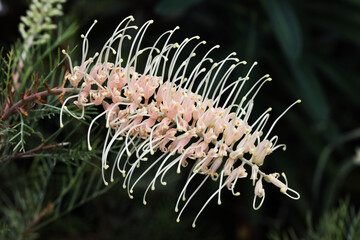 Naklejka na ściany i meble Bottlebrush or Spider flower (Grevilleas sp.) from Australia