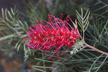 Naklejka na ściany i meble Pink Bottlebrush or Spider flower (Grevilleas sp.) from Australia