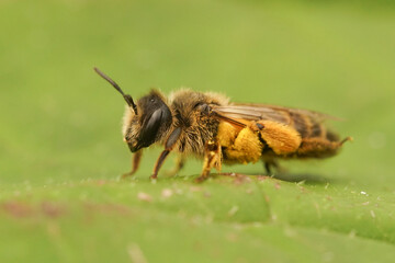 Closeup on a female yellow legged mining bee, Andrena flavipes, loaded with yellow pollen